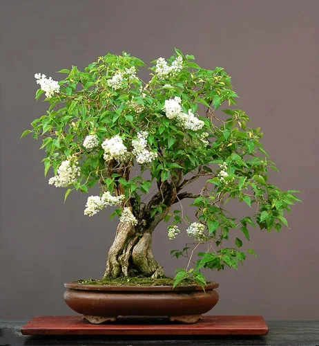Vista 2 de White Lilac - Semillas de árbol bonsái Más de 30 semillas Muy apreciadas por bonsái, impresionantes flores blancas y blancas