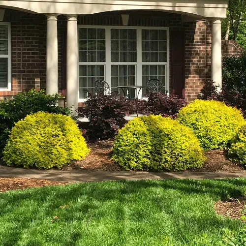 Vista 2 de Brighter Blooms Southern Living® Sunshine Ligustrum Arbusto, 1 galón