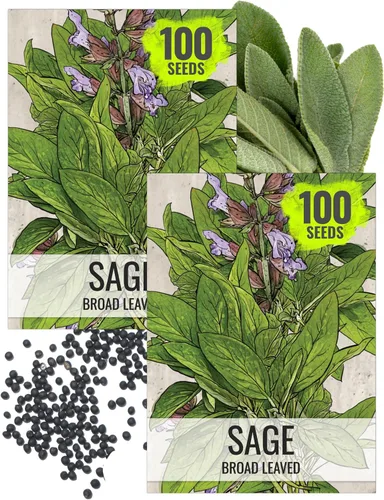 Vista 10 de Seed Needs Semillas de salvia para plantar hierbas de hoja ancha, semillas de hierbas culinarias sin OMG y sin tratar para plantar un jardín