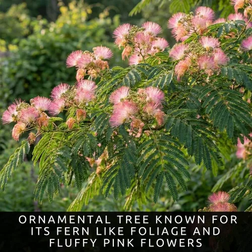 Vista 3 de 20 semillas de árbol bonsái Albizia Julibrissin Mimosa para plantar Semillas de árbol de seda rosa persa Árbol bonsái de floración ornamental