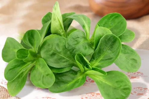 Vista 2 de Semillas CornSalad Cordero Lechuga de Cordero Vegetal de la reliquia para plantar sin OMG
