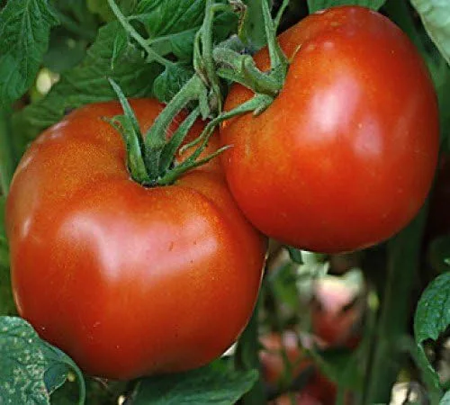 Vista 2 de 120 semillas de tomate Rutger's para plantar 1/0.07 oz + de semillas cosechadas en EE. UU