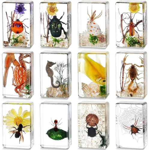 Vista 11 de 12 piezas de especímenes de insectos para niños, kit de colección