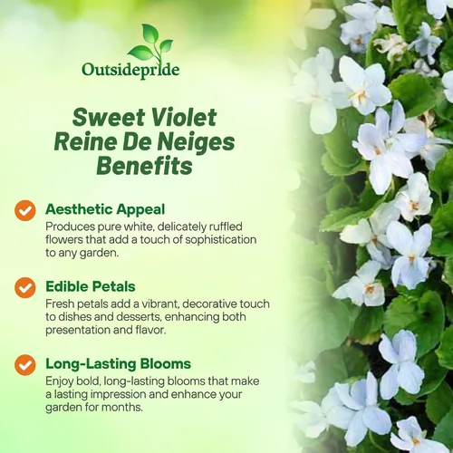 Vista 3 de Outsidepride Reine De Neiges - Semillas de violeta dulce para plantar, 100 piezas de semillas de viola perennes, compactas y aptas