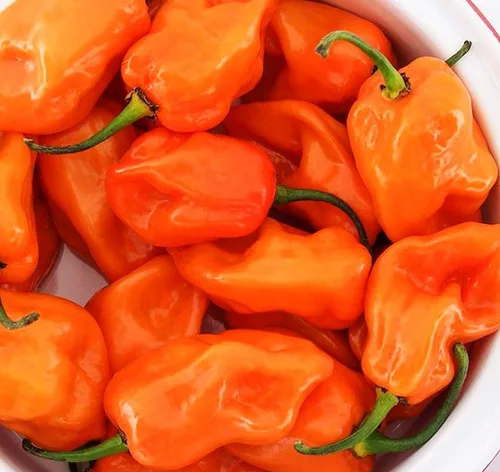Vista 2 de Más de 35 semillas de pimiento picante para plantar habanero fantasma, mezcla de semillas de pimiento fantasma, rojo, naranja, amarillo, semillas