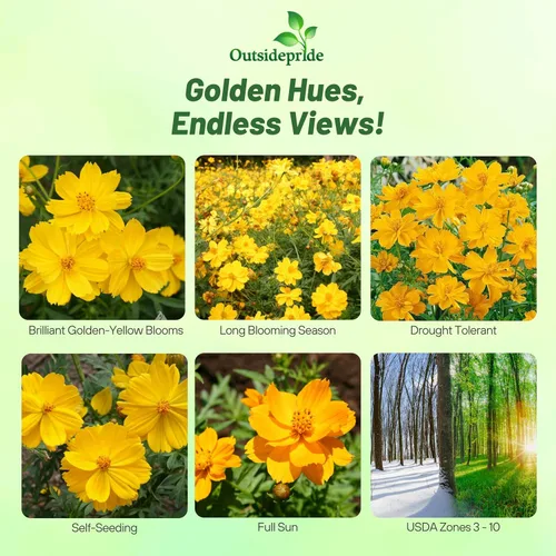 Vista 2 de Outsidepride Gold Cosmos Sulphureus Seeds – 1000 piezas anuales, tolerantes a la sequía y aptas para polinizadores, semillas de flores para plantar