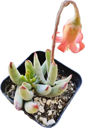 Vista 2 de Plantas de cactus suculentas vivas de USKC (maceta de 2 pulgadas) (Adromischus Maculatus)