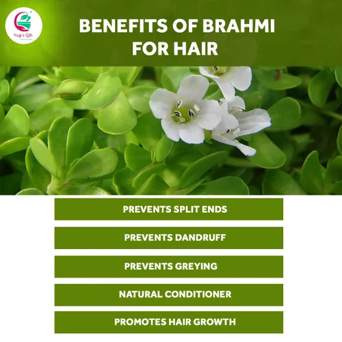 Vista 4 de Yogi's Gift® Brahmi Powder 8 Oz Potenciador y Volumizador Natural del Crecimiento del Cabello Mascarilla Nutritiva para el Cuero Cabelludo