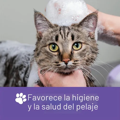 Vista 6 de Nizoral Champú para mascotas Ketoconazol, 16 onzas, clorhexidina, perros