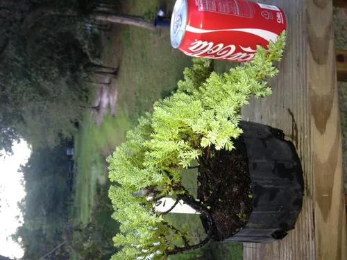 Vista 2 de Bonsaiboy Pre Bonsái Enebro Bonsái Árbol pequeño (Juniper Procumbens nana)