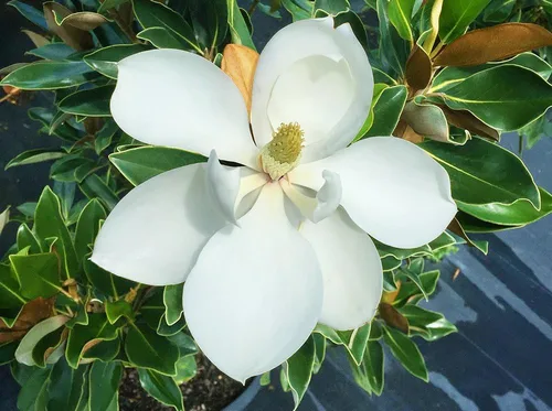 Vista 4 de Little GEM Magnolia - Tamaño: 2-3 pies, planta viva, incluye fertilizante de mezcla especial y guía de plantación
