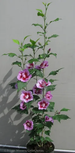 Vista 2 de Purple Pillar® Hibiscus - Maceta de 4" - Rose of Sharon - Ganadores probados