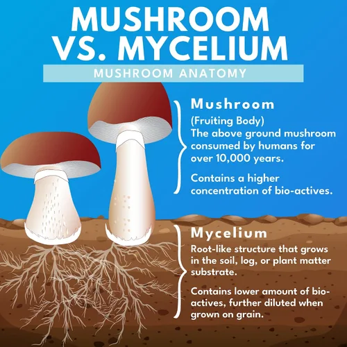 Vista 5 de Bold Botanica Mushroom Supreme 7 - Suplemento de hongos - Extractos orgánicos de cola de pavo, chaga, phellinus, reishi, cordyceps, maitake