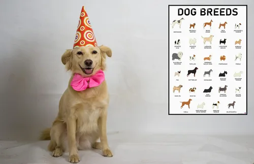 Vista 6 de 3D Learning LLF Juego de pósteres de razas de perros – 58 razas caninas para amantes de los perros, veterinarios, caminantes – Arte de pared