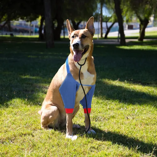Vista 7 de Oudain 2 pares de protectores de codo de perro con banda elástica, suave acolchado ajustable para perritos pequeños, medianos y grandes, 2
