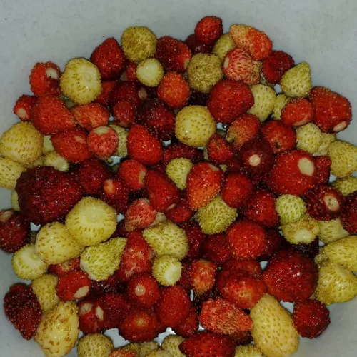 Vista 5 de Seeds Wild Alpine Strawberry Red & Yellow Seed Mix 100 semillas para plantar plantas perennes sin OMG