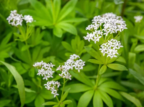 Vista 7 de Hierba dulce de Woodruff - Seco, cortado, natural Galium Odoratum - Peso neto: 1 oz/28 g