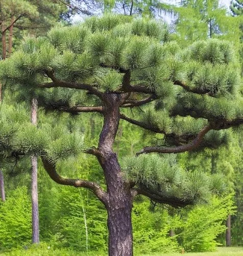 Vista 5 de Pinus nigra (pino austriaco, pino negro europeo), apariencia atractiva, resistentes al frío, semillas de MySeeds.Co, elige la cantidad (0.25 oz)
