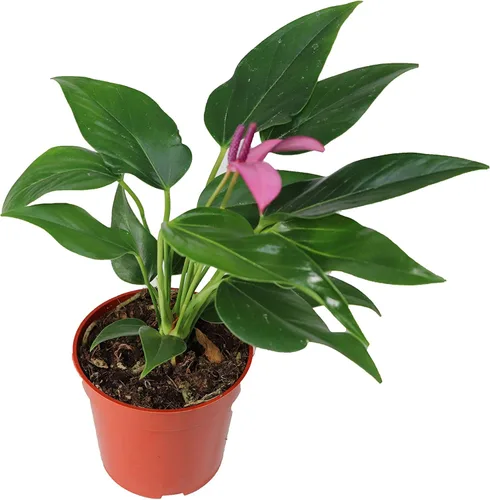 Vista 6 de Anthurium rosa - 4" de California Tropicals