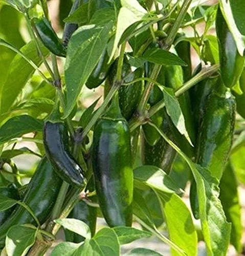 Vista 4 de El Jefe Hybrid - Semillas de pimiento Jalapeño picante - Muy Fruta (10 - Semillas)