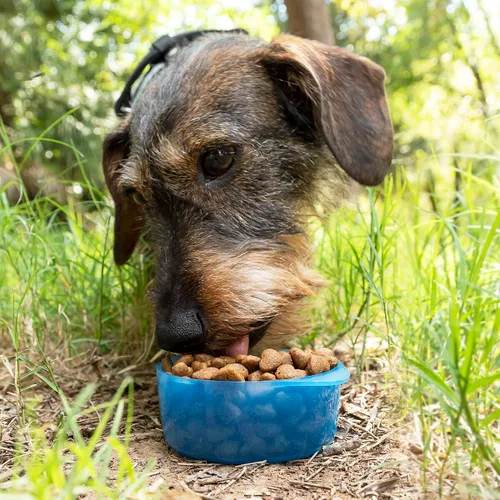 Vista 4 de Botella con Depósito de Agua y Comida para Mascotas 2 en 1 Pettap InnovaGoods
