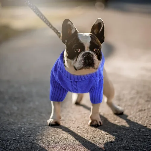 Vista 26 de Queenmore - Suéter de punto trenzado con cuello alto para perros pequeños, para climas fríos, para chihuahua, bulldog, teckel, carlino y yorkie, XS