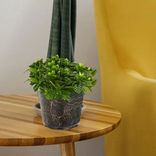 Vista 8 de HANABASS 6 macetas transparentes de 3 pulgadas con agujeros de drenaje, macetas de plástico para guardería, flores, suculentas, orquídeas
