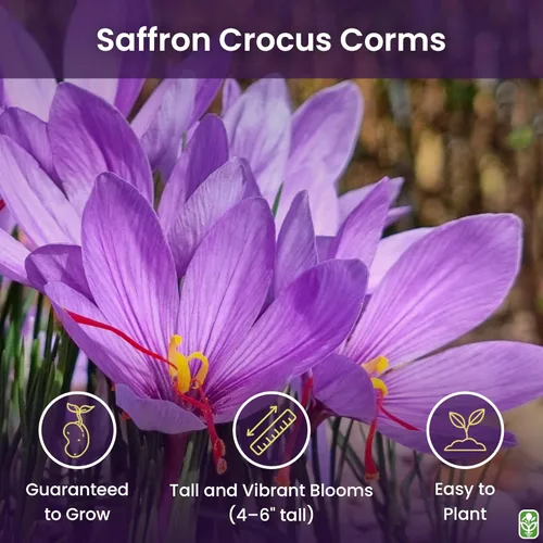 Vista 2 de Cormos de Azafrán Crocus para Plantar – 10 Cormos Grandes – Flores Púrpuras – Bulbos Perennes para Plantación al Aire Libre que Producen la Especia