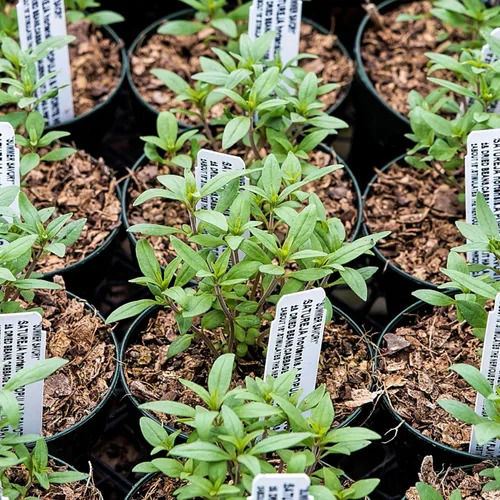 Vista 2 de Seed Needs Semillas saladas de verano para plantar hierbas tradicionales sin OMG, 1 paquete