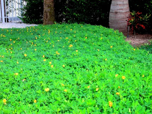 Vista 2 de Hierba ornamental de maní - 20 plantas vivas completamente enraizadas - Arachis Glabrata