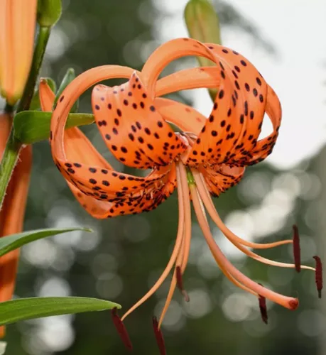 Vista 3 de 50 unidades de semillas de lirio de tigre naranja Lilium Lancifolium Bloom Flower Seed Heirloom