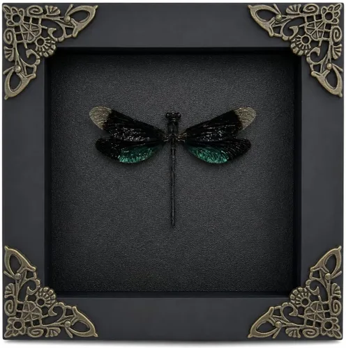 Vista 92 de 2 Real Dragonfly Specimens Shadow Box Framed Insect Display Oddities Curiosities Entomology Collection Natural History Wall Decor Gift for Nature