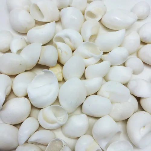 Vista 2 de PEPPERLONELY White Natica Caracol Sea Shells, 16 OZ Apprx.120+ PC Shells, 3/4 Inch ~ 1-1/4 Inch (#77794 Blanco)