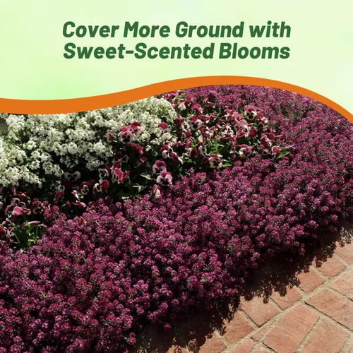 Vista 5 de Outsidepride Deep Purple Alyssum Seeds - 1,000 piezas anuales, tolerantes a la sequía y aptas para polinizadores, fragantes flores primaverales