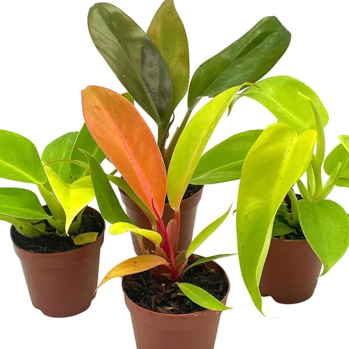 Vista 2 de BubbleBlooms Philodendron Surtido Set, macetas de 2 pulgadas, 4 diferentes plantas de casa imperiales Philo