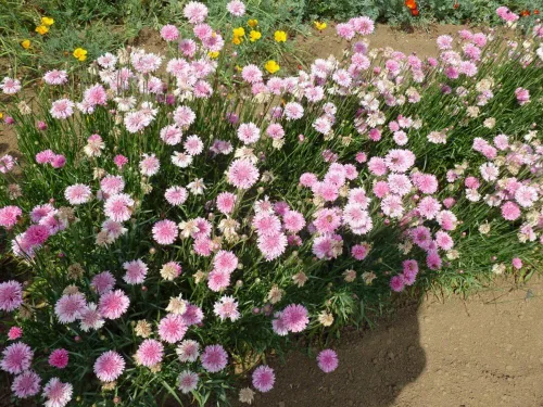 Vista 3 de Botón de soltero, semillas rosas altas, 100 semillas, hermosas flores de color rosa brillante.