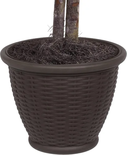 Vista 4 de Vickerman Arbusto artificial Capensia Ficus de 4', contenedor de plástico marrón.