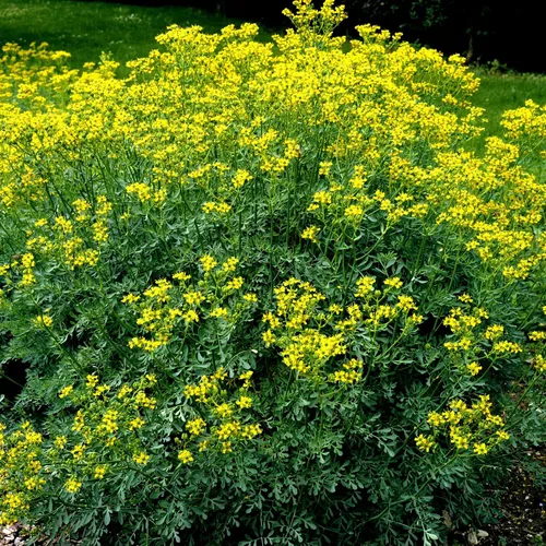 Vista 3 de Rue 50 Seeds (Ruta Graveolens) Herb of Grace - Sin OMG - Polinizado abierto - Fabricado en Estados Unidos