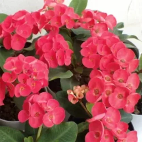 Vista 4 de Red Euphorbia - Planta viva de corona de espinas, planta viva de corona de espinas, 4 unidades en maceta, planta suculenta viva para jardinería