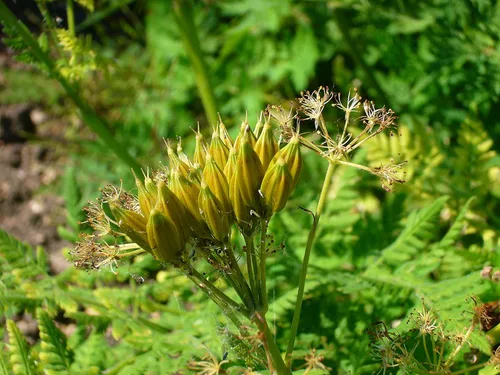 Vista 2 de Plant Good Seed Sweet Cicely Seeds - Paquete de 20 semillas tradicionales para plantar flores, suministros de jardinería, jardín de hierbas, flores