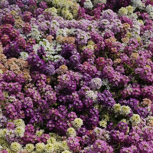 Vista 7 de Outsidepride 2000 Seeds Anual Alyssum Easter Bonnet Ground Cover & Flower Seed Mix