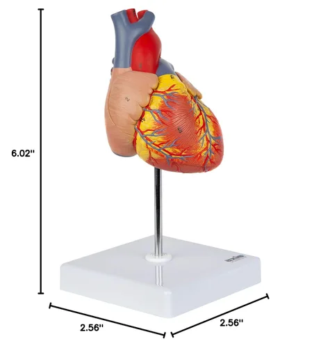 Vista 10 de Modelo de corazón humano de tamaño real de Axis Scientific, diseño magnético de 2 partes con 34 estructuras internas claramente rotuladas, montado