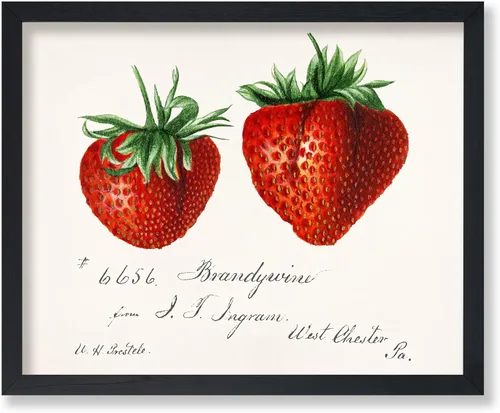 Vista 54 de Poster Master Póster vintage de fresas, impresión retro de fresas, arte de alimentos y frutas, regalo para veganos, vegetarianos, amantes