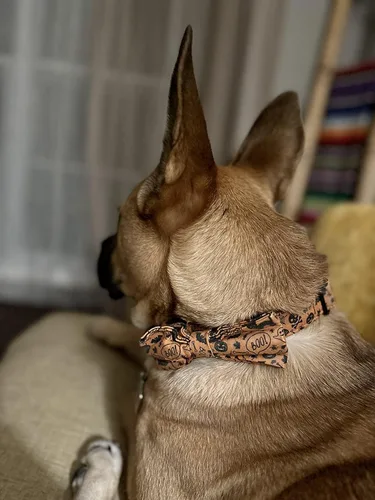 Vista 125 de Lionet Paws Collar de perro de Halloween con corbatín, bonito collar de algodón ajustable con hebilla de metal para perros pequeños, medianos y A