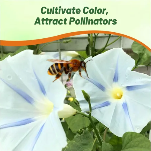 Vista 5 de Outsidepride Ismay Morning Glory Seeds - 250 unidades Semillas de flores anuales, trepadoras y enredaderas para plantar flores azul claro, ideales