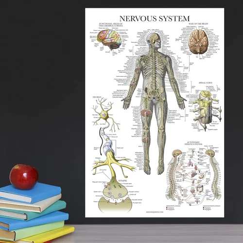 Vista 5 de Juego de 16 carteles anatómicos - Laminado - sistema muscular, sistema esquelético, sistema digestivo, sistema respiratorio, sistema circulatorio