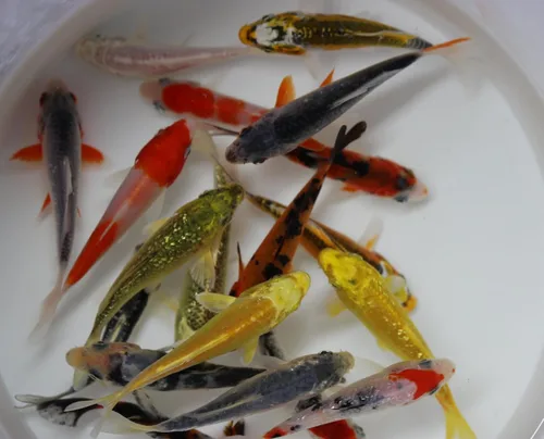 Vista 2 de select Paquete de 10 peces koi vivos de 3-4 pulgadas