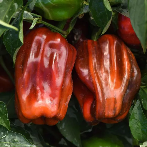 Vista 4 de Eden Brothers Semillas de pimiento dulce - Bastón de caramelo Chocolate Cereza