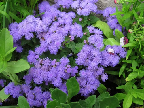 Vista 6 de Ageratum Blue Ageratum houstonianum - Semillas de jardín de visón azul para plantar más de 400 semillas