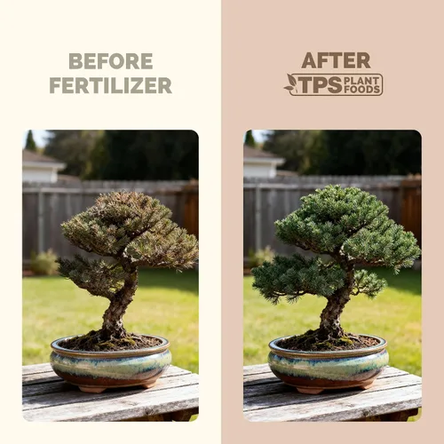 Vista 3 de Fertilizante para Bonsái, alimento líquido para plantas para un crecimiento saludable y raíces fuertes en todos los árboles de bonsái, de TPS Plant